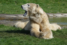Má polární zoo